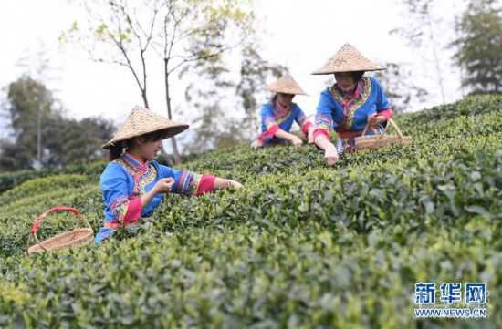 （社會）（4）福鼎茶鄉(xiāng)迎來白茶開茶季