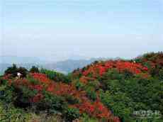 湖南新邵縣迎光：一重花海一重景 ?重重花海醉春風(fēng)