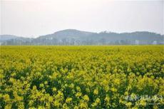 湖南武岡萬畝油菜花競相綻放，“醉”美花海待君來