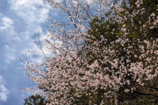 安徽休寧：山花爛漫開(kāi) 春景美如畫(huà)