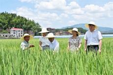 科技“護(hù)航”，湖南水稻專家酷暑進(jìn)田間