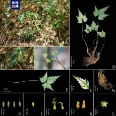 新物種！云南發(fā)現(xiàn)“極危”南高黎貢黃連