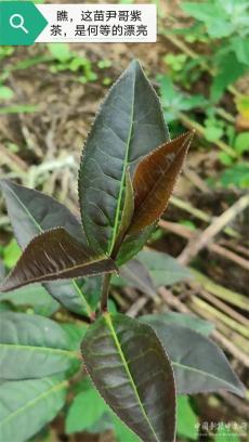 六大河報(bào)道 | 尹哥紫茶：烏蒙大山的茶中珍品