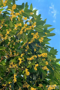 大院桂花飄香