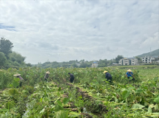 福建永安：閑置地“芋”見好個秋