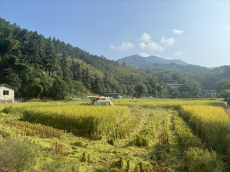 福建永安：中稻豐收 顆粒歸倉